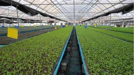 從&ldquo;難繁&rdquo;到&ldquo;南繁&rdquo;丨強(qiáng)&ldquo;芯&rdquo;,強(qiáng)心!