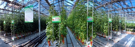 濰坊科技學(xué)院立足菜鄉(xiāng) 打造&ldquo;全國(guó)蔬菜種業(yè)硅谷&rdquo;