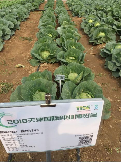 捷利亞種業 品種