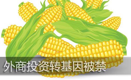 外商進軍種業(yè)機制放寬,種子行業(yè)擔心的問題快來看看