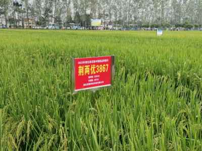 廣受好評(píng) 荊楚科技5個(gè)品種亮相全省種業(yè)創(chuàng)新暨種糧一體化現(xiàn)場(chǎng)推進(jìn)會(huì)