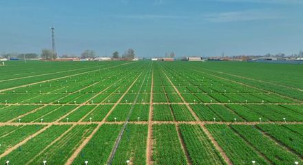 更全、更專、更廣 中國種子大會馬蘭小麥種業展示會引領種業創新